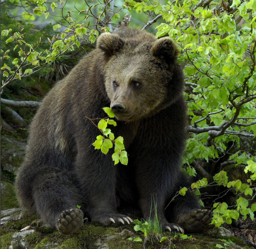 medved v naravi