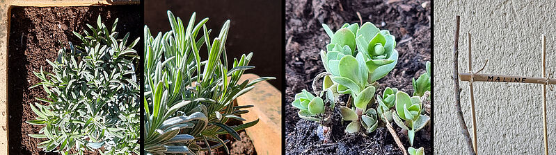 Honey plants: lavender, showy stonecrop and raspberry